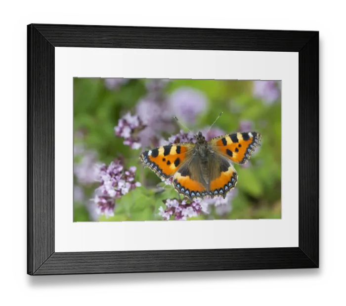 Framed Print : Small tortoiseshell butterfly (Aglais urticae) feeding on Marjoram (Origanum vulgare) Framed Print : Small tortoiseshell butterfly (Aglais urticae) feeding on Marjoram (Origanum vulgare)