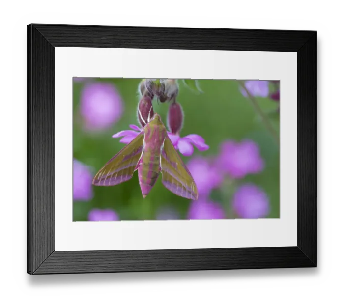 Framed Print : Elephant Hawkmoth (Deilephila elpenor), Peak District National Park, Derbyshire, UK Framed Print : Elephant Hawkmoth (Deilephila elpenor), Peak District National Park, Derbyshire, UK