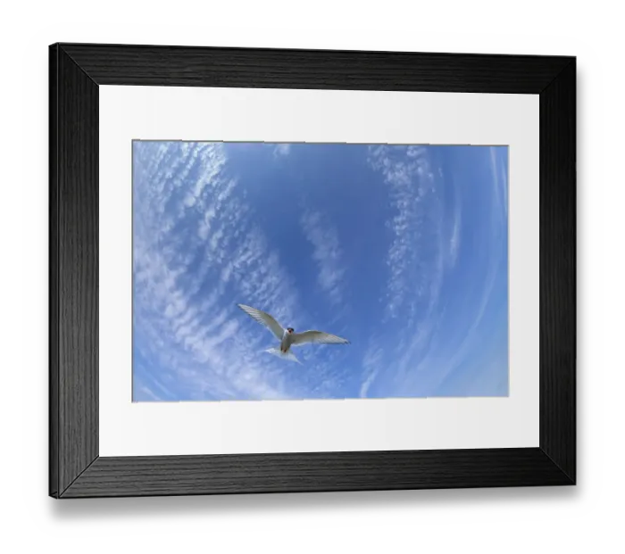 Framed Print : Arctic Tern (Sterna paradisaea) flying overhead. Farne Islands, Northumberland, UK. May Framed Print : Arctic Tern (Sterna paradisaea) flying overhead. Farne Islands, Northumberland, UK. May