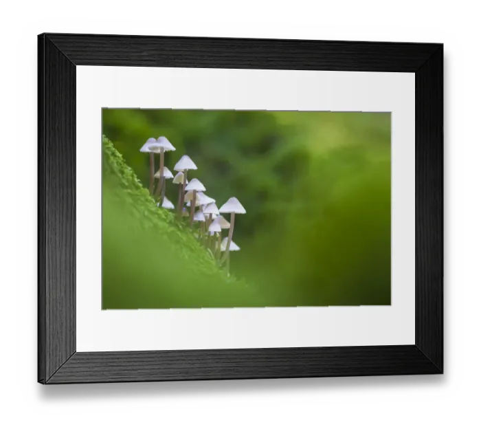 Framed Print : Toadstools (Mycena sp. ) growing on decaying wood, Peak District National Park, Derbyshire, UK Framed Print : Toadstools (Mycena sp. ) growing on decaying wood, Peak District National Park, Derbyshire, UK