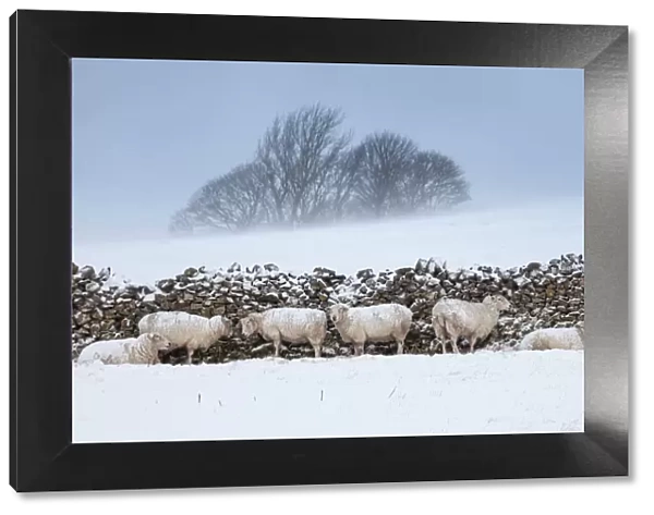Sheep sheltering from harsh weather behind a stone wall, Peak District National Park