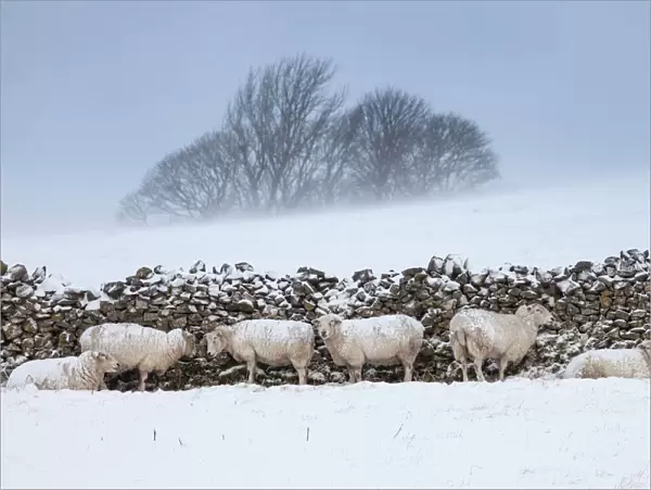Sheep sheltering from harsh weather behind a stone wall, Peak District National Park