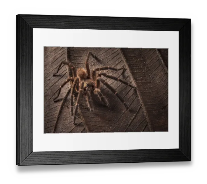 Framed Print : Earth tiger tarantula (Cyriopagopus sp) Maliau Basin, Sabah, Borneo Framed Print : Earth tiger tarantula (Cyriopagopus sp) Maliau Basin, Sabah, Borneo