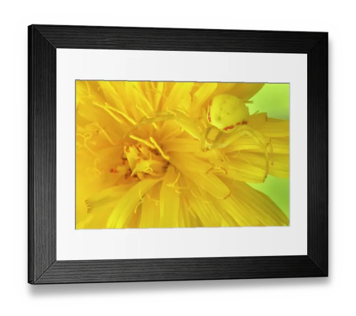 Framed Print : Goldenrod crab spider (Misumena vatia) camouflaged on yellow flower. Nordtirol, Austrian Alps, July Framed Print : Goldenrod crab spider (Misumena vatia) camouflaged on yellow flower. Nordtirol, Austrian Alps, July