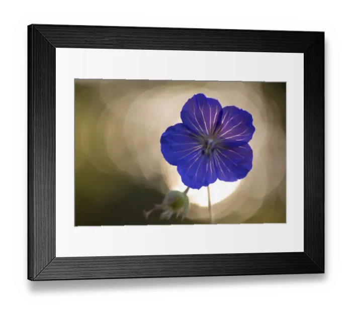 Framed Print : Meadow cranesbill (Geranium pratense) flower, backlit at sunset. Peak District National Park Framed Print : Meadow cranesbill (Geranium pratense) flower, backlit at sunset. Peak District National Park