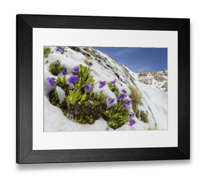 Framed Print : Viscid primrose (Primula latitolia) flowering in snow. Nordtirol, Austrian Alps, July Framed Print : Viscid primrose (Primula latitolia) flowering in snow. Nordtirol, Austrian Alps, July
