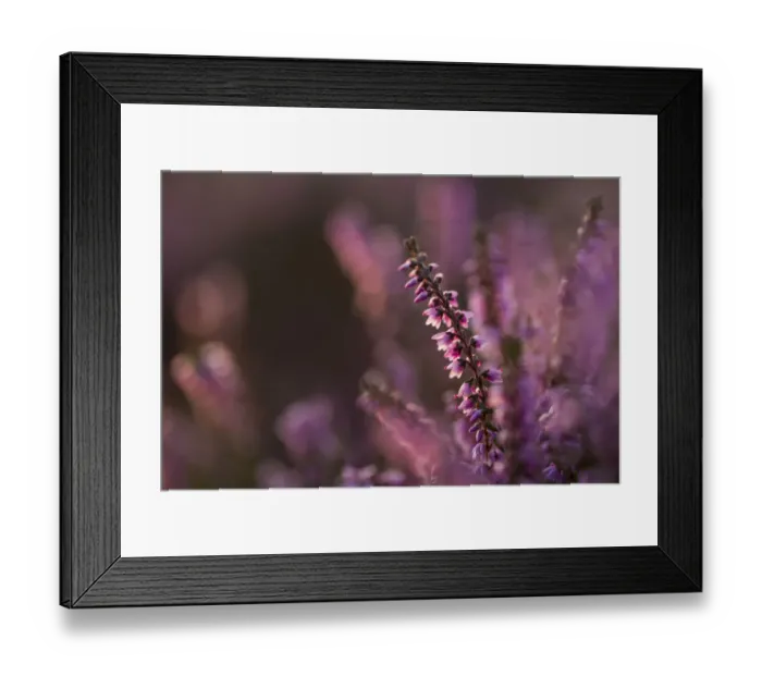 Framed Print : Ling heather (Calluna vulgaris) Peak District National Park, Derbyshire, UK, August Framed Print : Ling heather (Calluna vulgaris) Peak District National Park, Derbyshire, UK, August