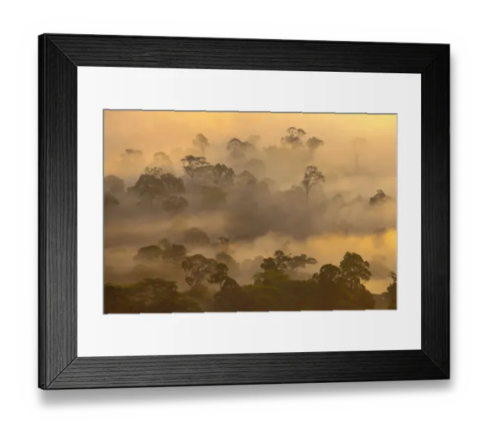 Framed Print : Lowland dipterocarp rainforest at dawn. Danum Valley, Sabah, Borneo, May 2011 Framed Print : Lowland dipterocarp rainforest at dawn. Danum Valley, Sabah, Borneo, May 2011