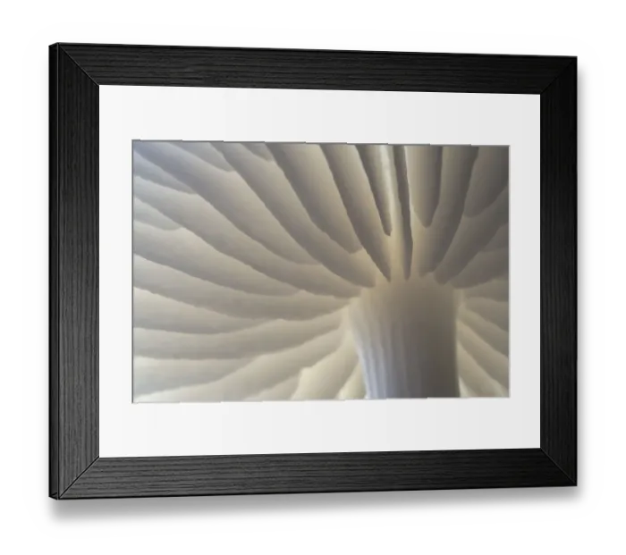 Framed Print : Porcelain fungus (Oudemansiella mucida) gills. Peak District National Park, Derbyshire, UK Framed Print : Porcelain fungus (Oudemansiella mucida) gills. Peak District National Park, Derbyshire, UK