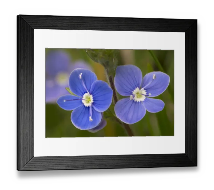 Framed Print : Germander speedwell flowers (Veronica chamaedrys). Peak District National Park, Derbyshire, UK Framed Print : Germander speedwell flowers (Veronica chamaedrys). Peak District National Park, Derbyshire, UK