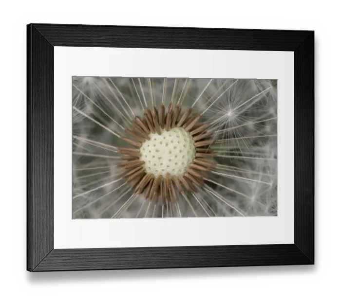 Framed Print : Dandelion (Taraxacum officinale) seedhead, Peak District National Park, Derbyshire, UK Framed Print : Dandelion (Taraxacum officinale) seedhead, Peak District National Park, Derbyshire, UK
