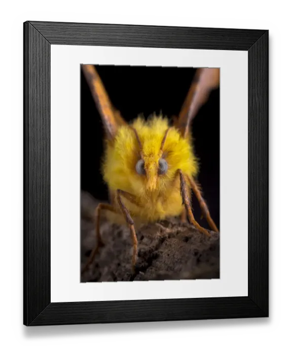 Framed Print : Canary-shouldered thorn moth (Ennomos alniaria) portrait, Peak District National Park Framed Print : Canary-shouldered thorn moth (Ennomos alniaria) portrait, Peak District National Park
