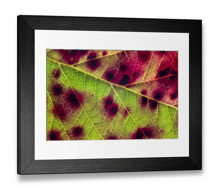 Framed Print : Violet bramble rust (Phragmidium violaceum) causing red colouration on Bramble leaf Framed Print : Violet bramble rust (Phragmidium violaceum) causing red colouration on Bramble leaf