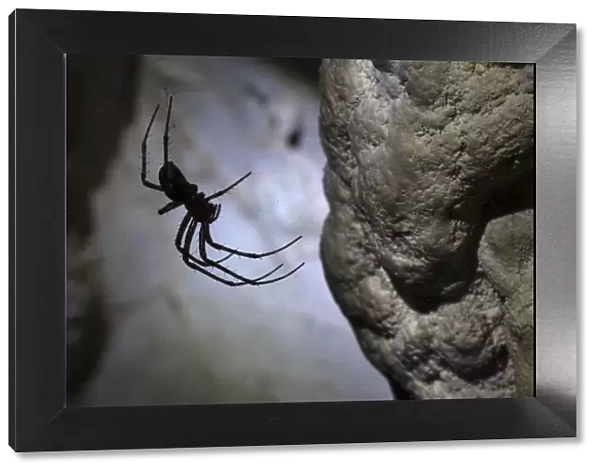 European Cave Spider (Meta menardi) in limestone cave. Plitvice Lakes National Park, Croatia