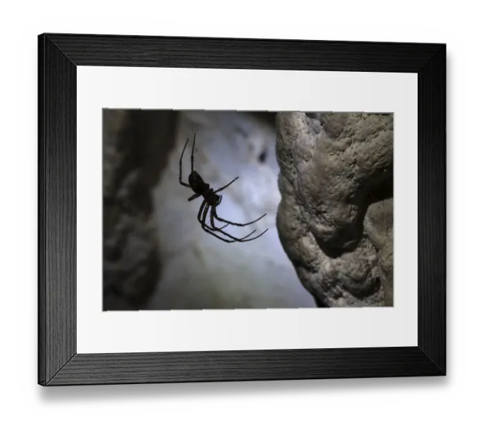 Framed Print : European Cave Spider (Meta menardi) in limestone cave. Plitvice Lakes National Park, Croatia Framed Print : European Cave Spider (Meta menardi) in limestone cave. Plitvice Lakes National Park, Croatia