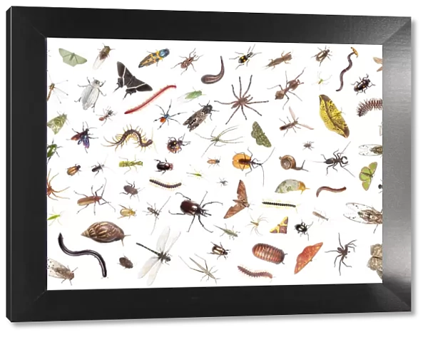Tropical rainforest invertebrates, Sabah, Borneo. Digital composite