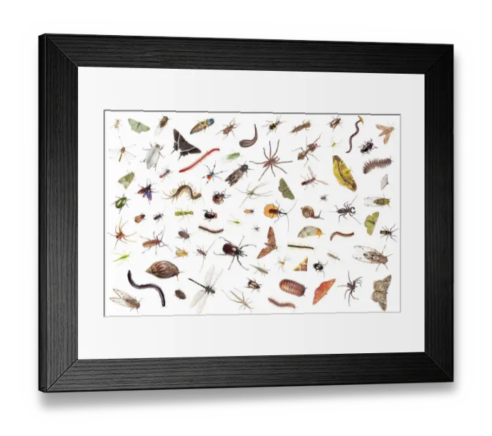 Framed Print : Tropical rainforest invertebrates, Sabah, Borneo. Digital composite Framed Print : Tropical rainforest invertebrates, Sabah, Borneo. Digital composite