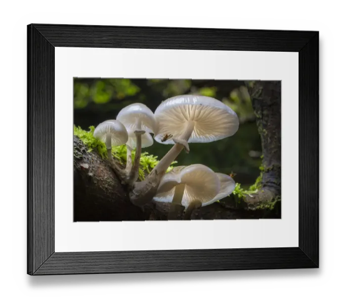 Framed Print : Porcelain fungus (Oudemansiella mucida) growing on dead Beech tree (Fagus sylvatica) Framed Print : Porcelain fungus (Oudemansiella mucida) growing on dead Beech tree (Fagus sylvatica)