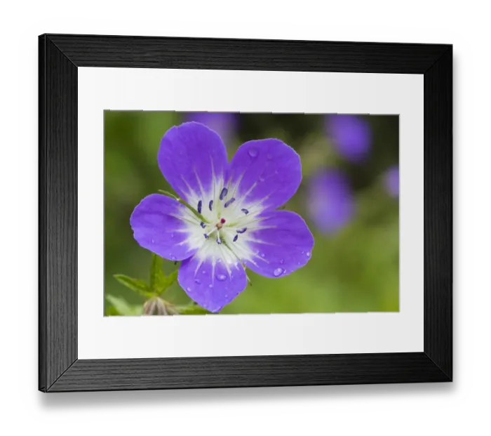 Framed Print : Wood cranesbill (Geranium sylvaticum) Nordtirol, Austrian Alps, July Framed Print : Wood cranesbill (Geranium sylvaticum) Nordtirol, Austrian Alps, July
