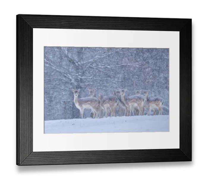 Framed Print : Fallow deer heard (Dama dama) in heavy snow