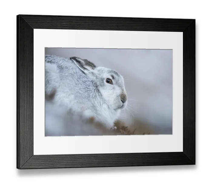 Framed Print : Mountain hare (Lepus timidus) on snow, Cairngorms National Park, Scotland. January Framed Print : Mountain hare (Lepus timidus) on snow, Cairngorms National Park, Scotland. January