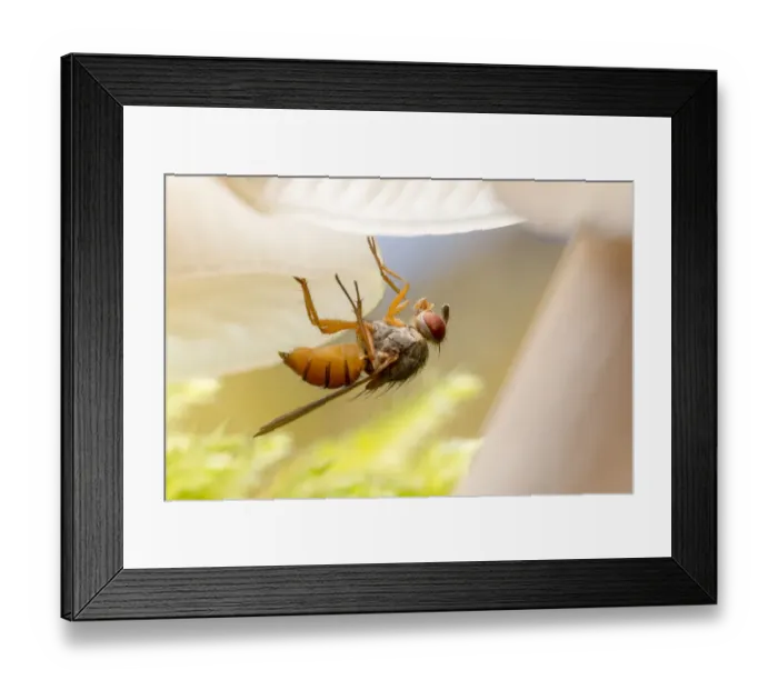Framed Print : Fly (Mycophaga testacea) laying eggs on Porcelain fungus (Oudemansiella mucida) growing Framed Print : Fly (Mycophaga testacea) laying eggs on Porcelain fungus (Oudemansiella mucida) growing