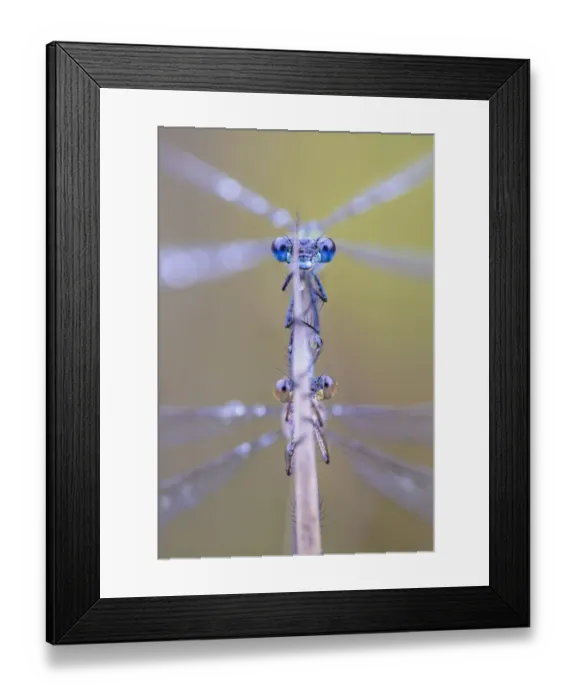 Framed Print : Emerald damselflies (Lestes sponsa) mating, with male above. Peak District National Park Framed Print : Emerald damselflies (Lestes sponsa) mating, with male above. Peak District National Park