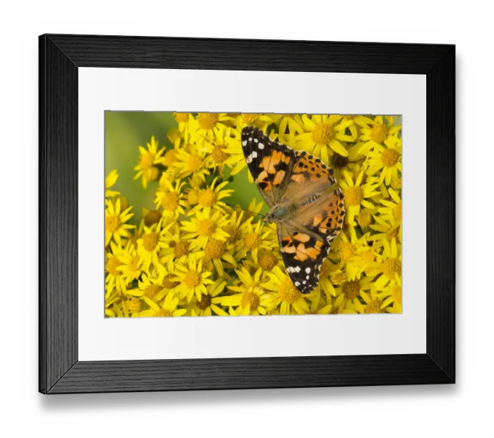 Framed Print : Painted lady butterfly (Vanessa cardu) feeding on Common ragwort (Senecio jacobaea) Framed Print : Painted lady butterfly (Vanessa cardu) feeding on Common ragwort (Senecio jacobaea)