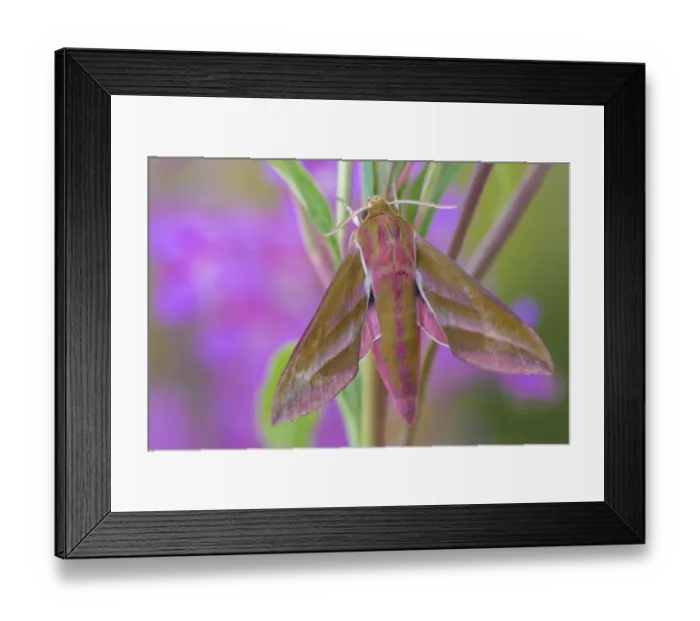 Framed Print : Elephant hawkmoth (Deilephila elpenor) resting on foodplant of caterpillar, Rosebay Willowherb Framed Print : Elephant hawkmoth (Deilephila elpenor) resting on foodplant of caterpillar, Rosebay Willowherb