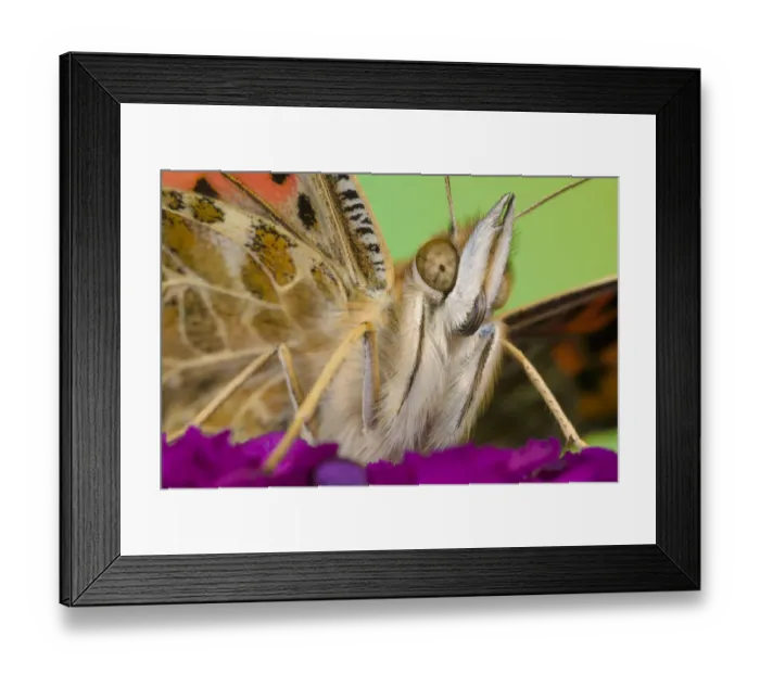 Framed Print : Painted lady butterfly (Vanessa cardui) on flower, Peak District National Park, Derbyshire, UK Framed Print : Painted lady butterfly (Vanessa cardui) on flower, Peak District National Park, Derbyshire, UK