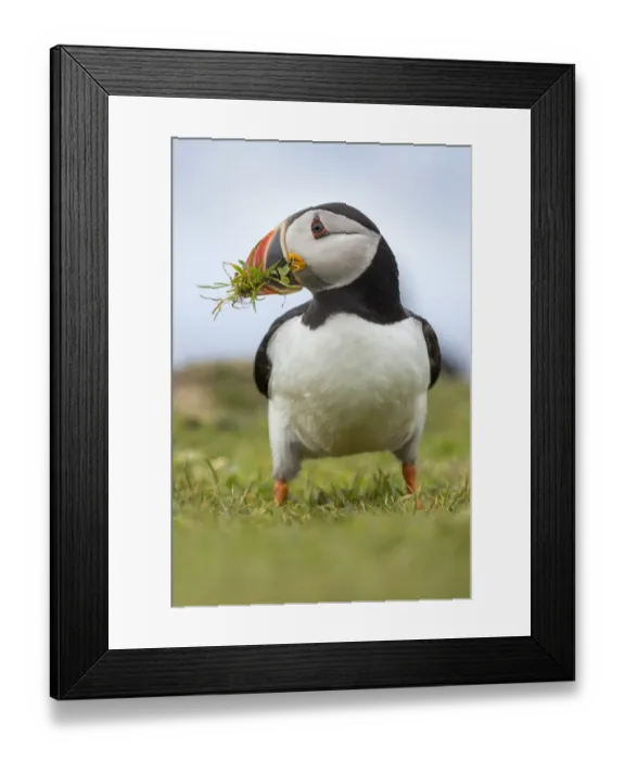 Framed Print : Atlantic puffin (Fratercula arctica) gathering grass for its nest. Isle of Lunga Framed Print : Atlantic puffin (Fratercula arctica) gathering grass for its nest. Isle of Lunga