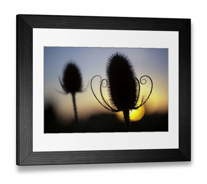Framed Print : Teasel seedhead (Dipsacus fullonum) silhouetted at sunset. Peak District National Park Framed Print : Teasel seedhead (Dipsacus fullonum) silhouetted at sunset. Peak District National Park