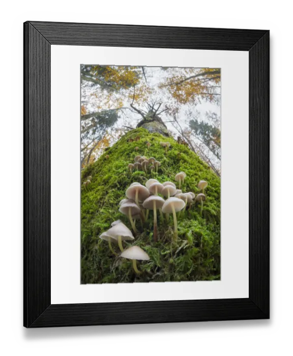 Framed Print : Toadstools (Mycena sp. ) growing on a dead conifer tree. Plitvice Lakes National Park, Croatia Framed Print : Toadstools (Mycena sp. ) growing on a dead conifer tree. Plitvice Lakes National Park, Croatia
