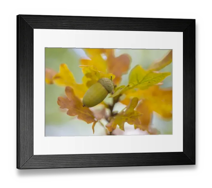 Framed Print : English oak (Quercus robur) acorn. Cambridgeshire, UK. September Framed Print : English oak (Quercus robur) acorn. Cambridgeshire, UK. September