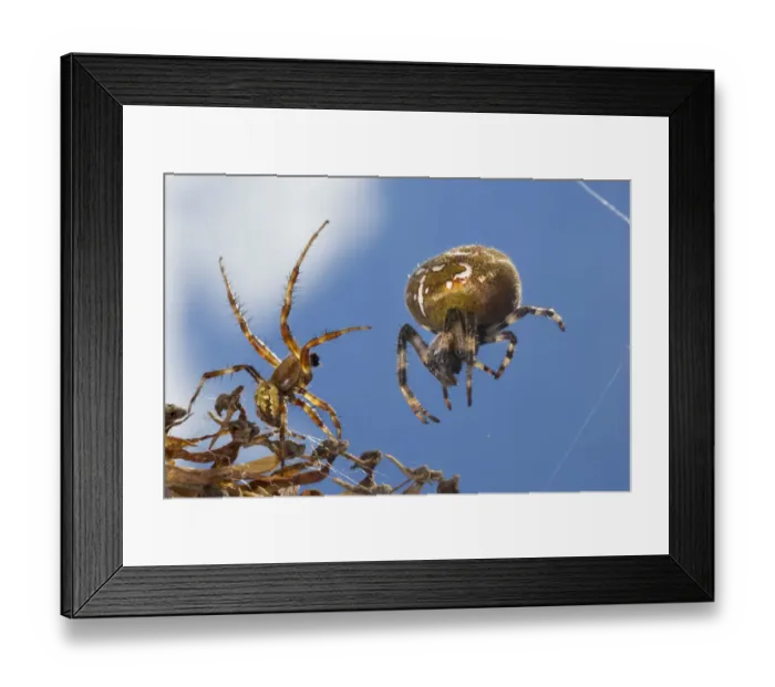 Framed Print : Four-spot orb weaver spider (Araneus quadratus) male approaching larger female to mate Framed Print : Four-spot orb weaver spider (Araneus quadratus) male approaching larger female to mate