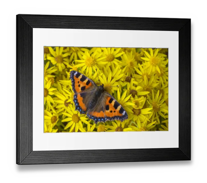 Framed Print : Small tortoiseshell (Aglais urticae) feeding on Common ragwort (Senecio jacobaea) Framed Print : Small tortoiseshell (Aglais urticae) feeding on Common ragwort (Senecio jacobaea)