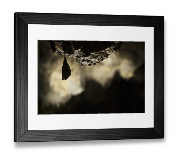 Framed Print : Greater horseshoe bat (Rhinolophus ferrumequinum) roosting in cave. Croatia. November Framed Print : Greater horseshoe bat (Rhinolophus ferrumequinum) roosting in cave. Croatia. November