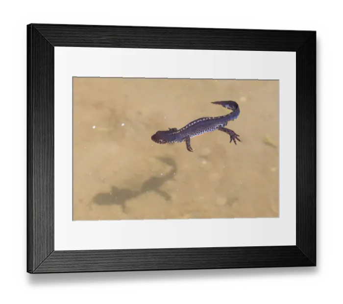 Framed Print : Alpine Newt (Ichthyosaura / Triturus alpestris) male in mountain pool. Nordtirol, Austrian Alps Framed Print : Alpine Newt (Ichthyosaura / Triturus alpestris) male in mountain pool. Nordtirol, Austrian Alps