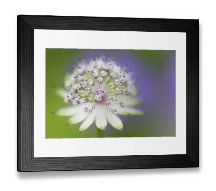 Framed Print : Astrantia (Astrantia major), Nordtirol, Austrian Alps. June
