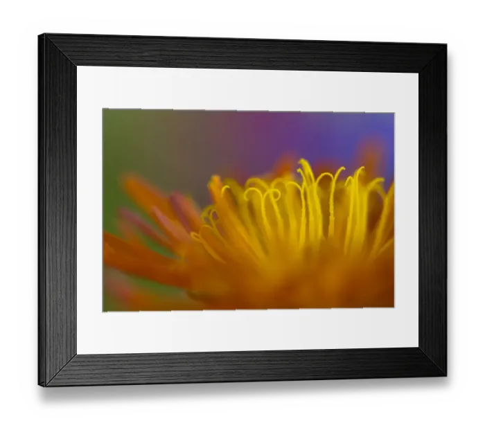 Framed Print : Abstract of Golden Hawk s?beard (Crepis aurea) Nordtirol, Austrian Alps. June Framed Print : Abstract of Golden Hawk s?beard (Crepis aurea) Nordtirol, Austrian Alps. June