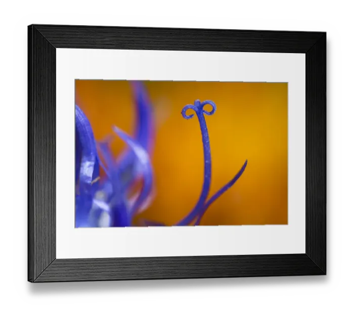 Framed Print : Round-headed Rampion (Phyteuma orbiculare) detail with out of focus Golden Hawk s?beard Framed Print : Round-headed Rampion (Phyteuma orbiculare) detail with out of focus Golden Hawk s?beard