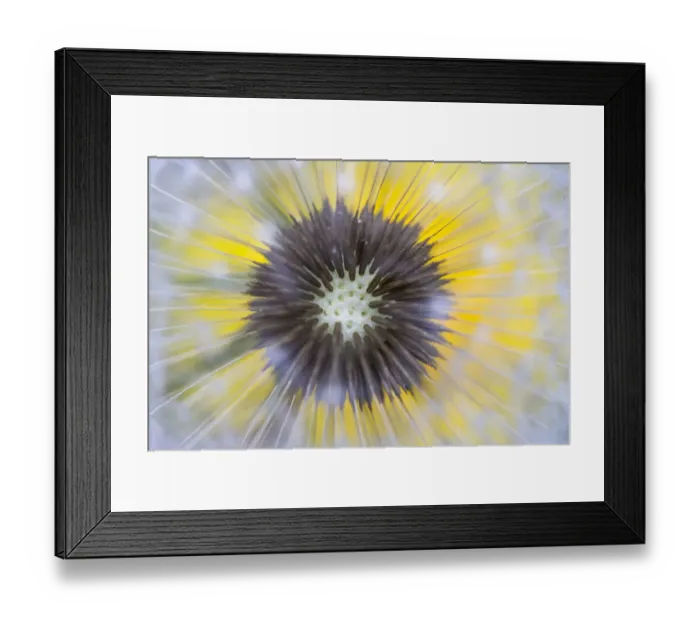Framed Print : Dandelion (Taraxacum officinale) close up of seedhead or clock, Nordtirol, Austian Alps Framed Print : Dandelion (Taraxacum officinale) close up of seedhead or clock, Nordtirol, Austian Alps