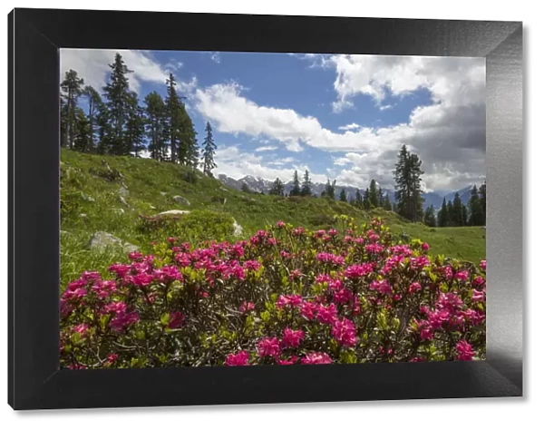 Alpenrose (Rhododendron ferrugineum) in mountain landscape, Nordtirol, Austrian Alps June
