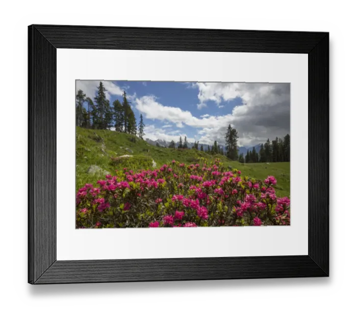 Framed Print : Alpenrose (Rhododendron ferrugineum) in mountain landscape, Nordtirol, Austrian Alps June Framed Print : Alpenrose (Rhododendron ferrugineum) in mountain landscape, Nordtirol, Austrian Alps June