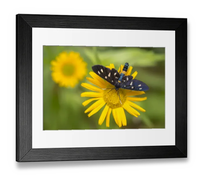 Framed Print : Nine-spotted moth (Amata phegea) feeding from a Mountain arnica flower (Arnica montana) Framed Print : Nine-spotted moth (Amata phegea) feeding from a Mountain arnica flower (Arnica montana)