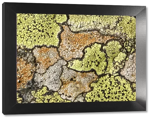 Map lichen (Rhizocarpon geographicum) growing on schist boulder. Nordtirol, Austrian Alps