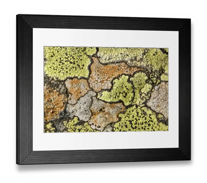 Framed Print : Map lichen (Rhizocarpon geographicum) growing on schist boulder. Nordtirol, Austrian Alps Framed Print : Map lichen (Rhizocarpon geographicum) growing on schist boulder. Nordtirol, Austrian Alps