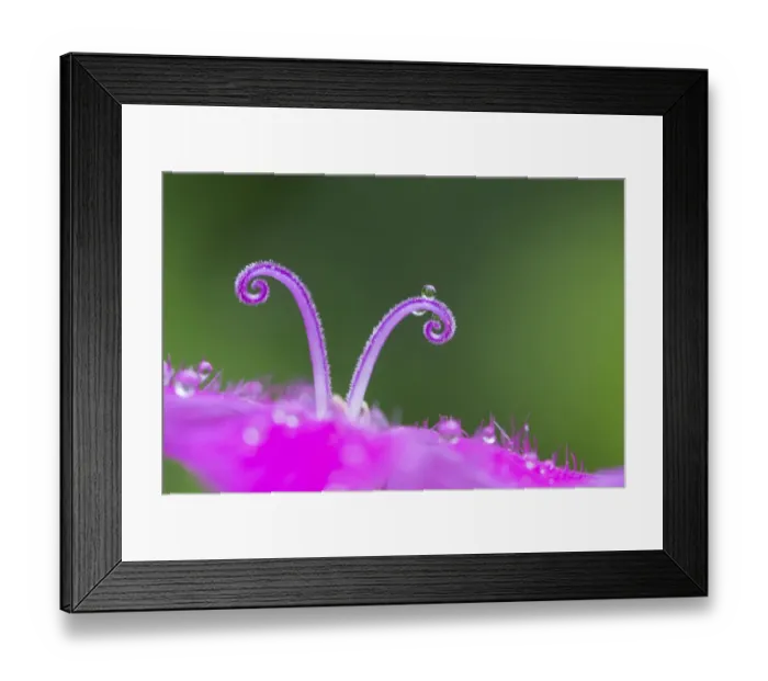 Framed Print : Carthusian Pink flower (Dianthus carthusianorum) detail of two stigmas, Nordtirol, Austrian Alps Framed Print : Carthusian Pink flower (Dianthus carthusianorum) detail of two stigmas, Nordtirol, Austrian Alps