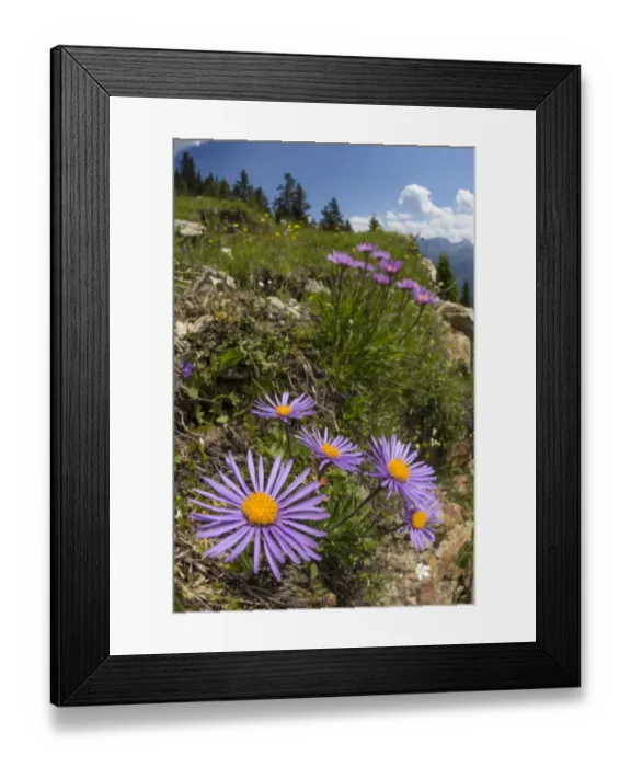 Framed Print : Alpine Aster (Aster alpinus), wide angle view to show dry meadow habitat. Nordtirol, Austrian Alps Framed Print : Alpine Aster (Aster alpinus), wide angle view to show dry meadow habitat. Nordtirol, Austrian Alps