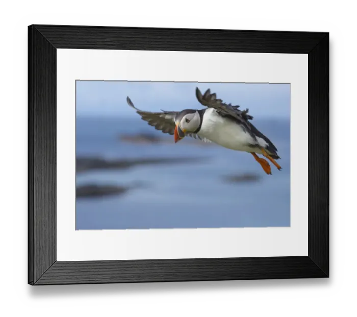 Framed Print : Atlantic puffin (Fratercula arctica) in flight, Isle of Lunga, Treshnish Isles, Scotland Framed Print : Atlantic puffin (Fratercula arctica) in flight, Isle of Lunga, Treshnish Isles, Scotland